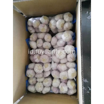 Jual bawang putih putih normal